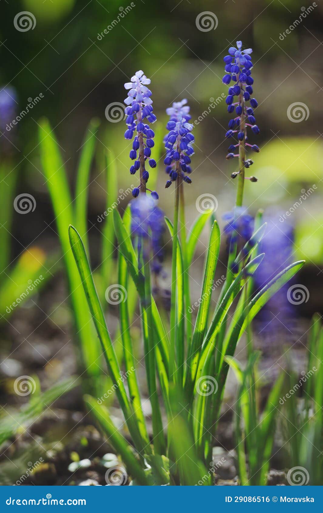 Muscari hiacynt w wiosna ogródzie. Muscari hiacynt w de skupiał się wiosna ogród