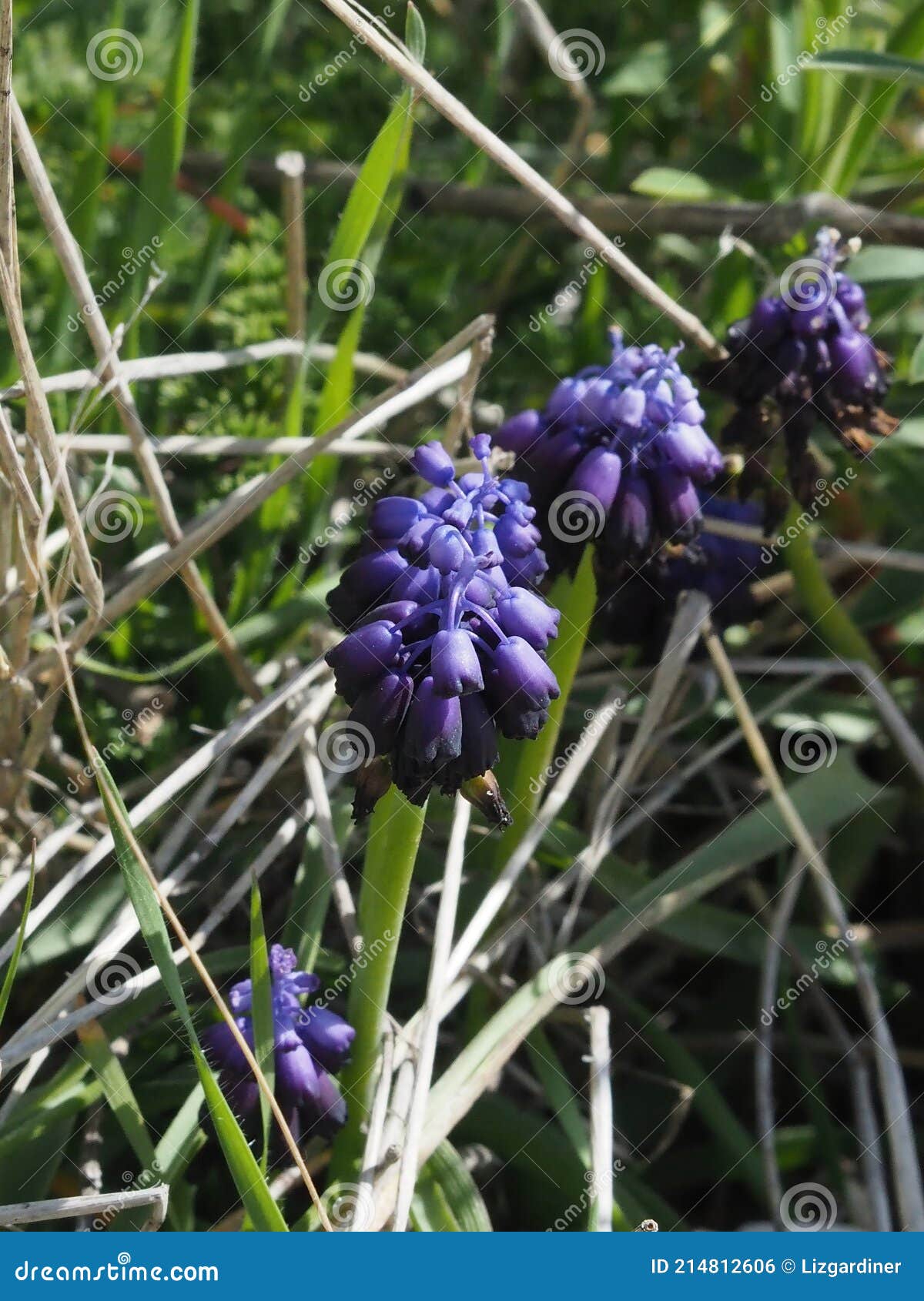Muscari hyacinthe violette photo stock. Image du croissance - 214812606