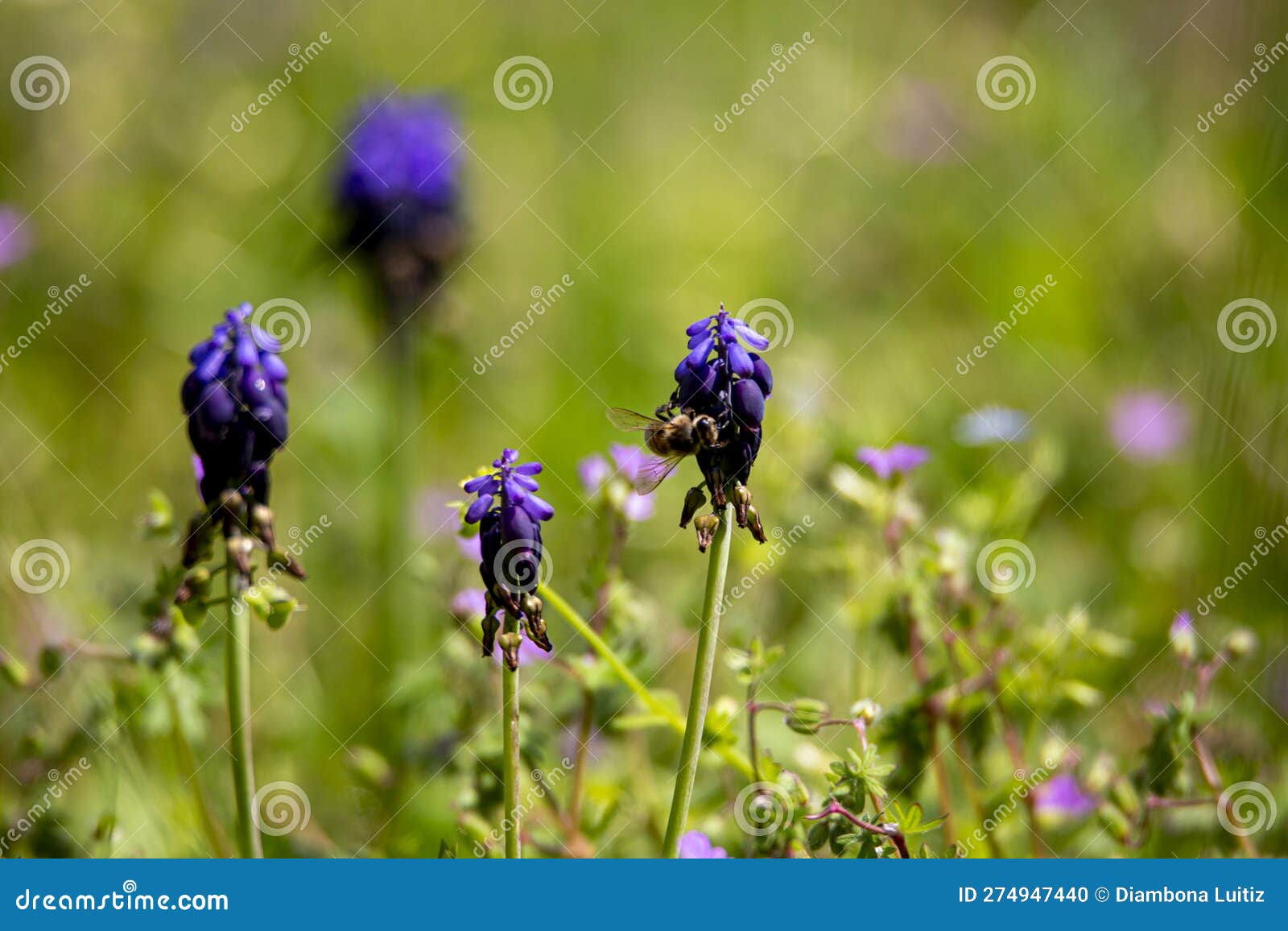 muscari neglectum, pianta della famiglia delle asparagaceae