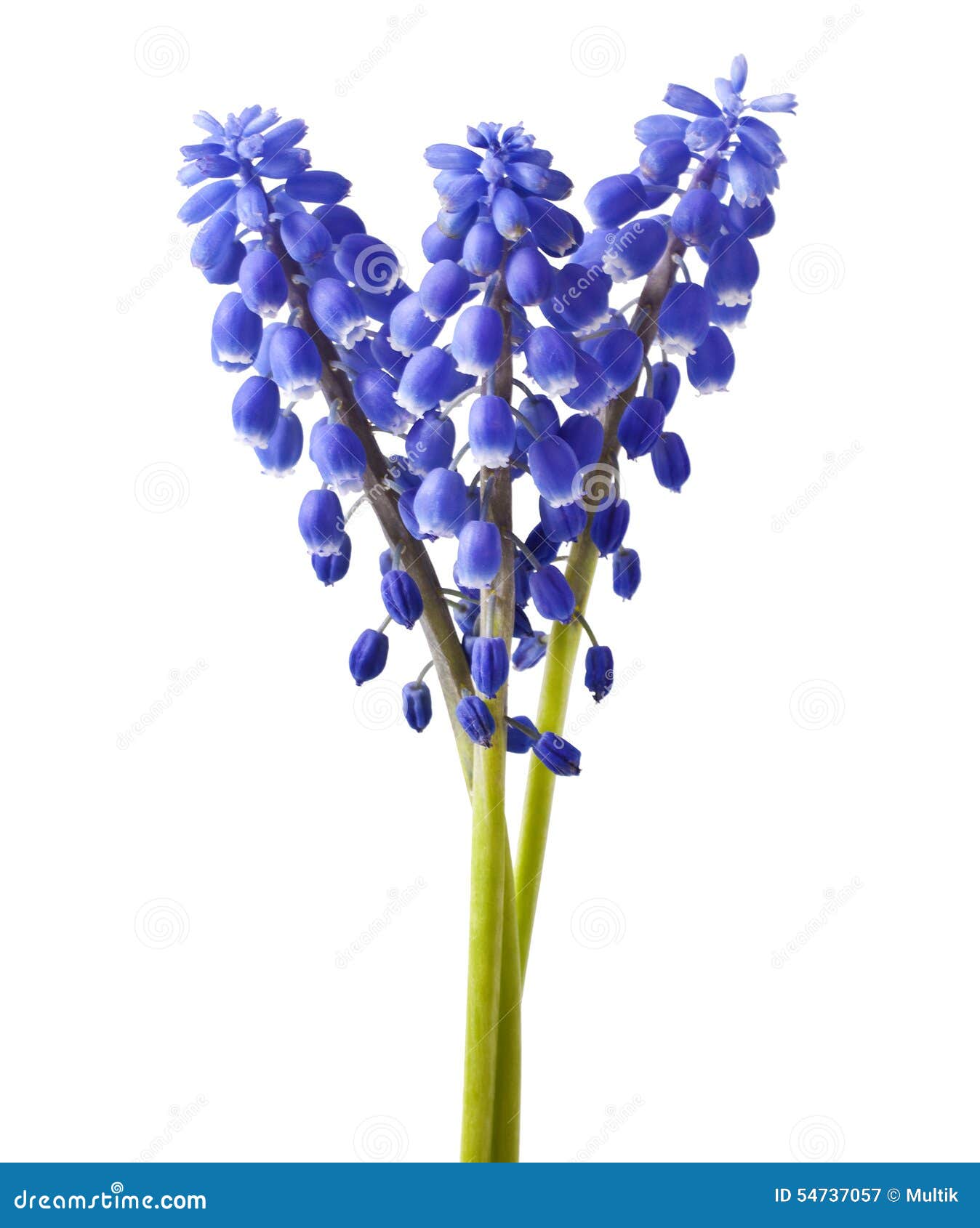 muscari