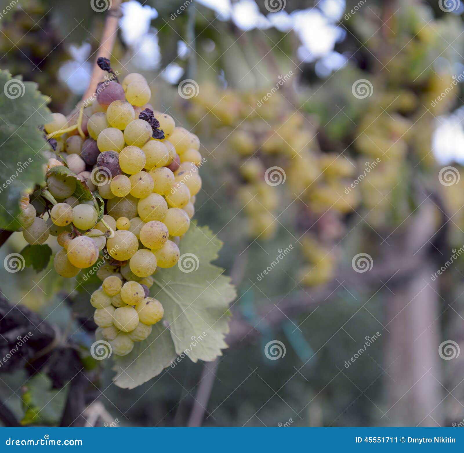 Muscat grapes stock image. Image of scenic, agriculture 45551711