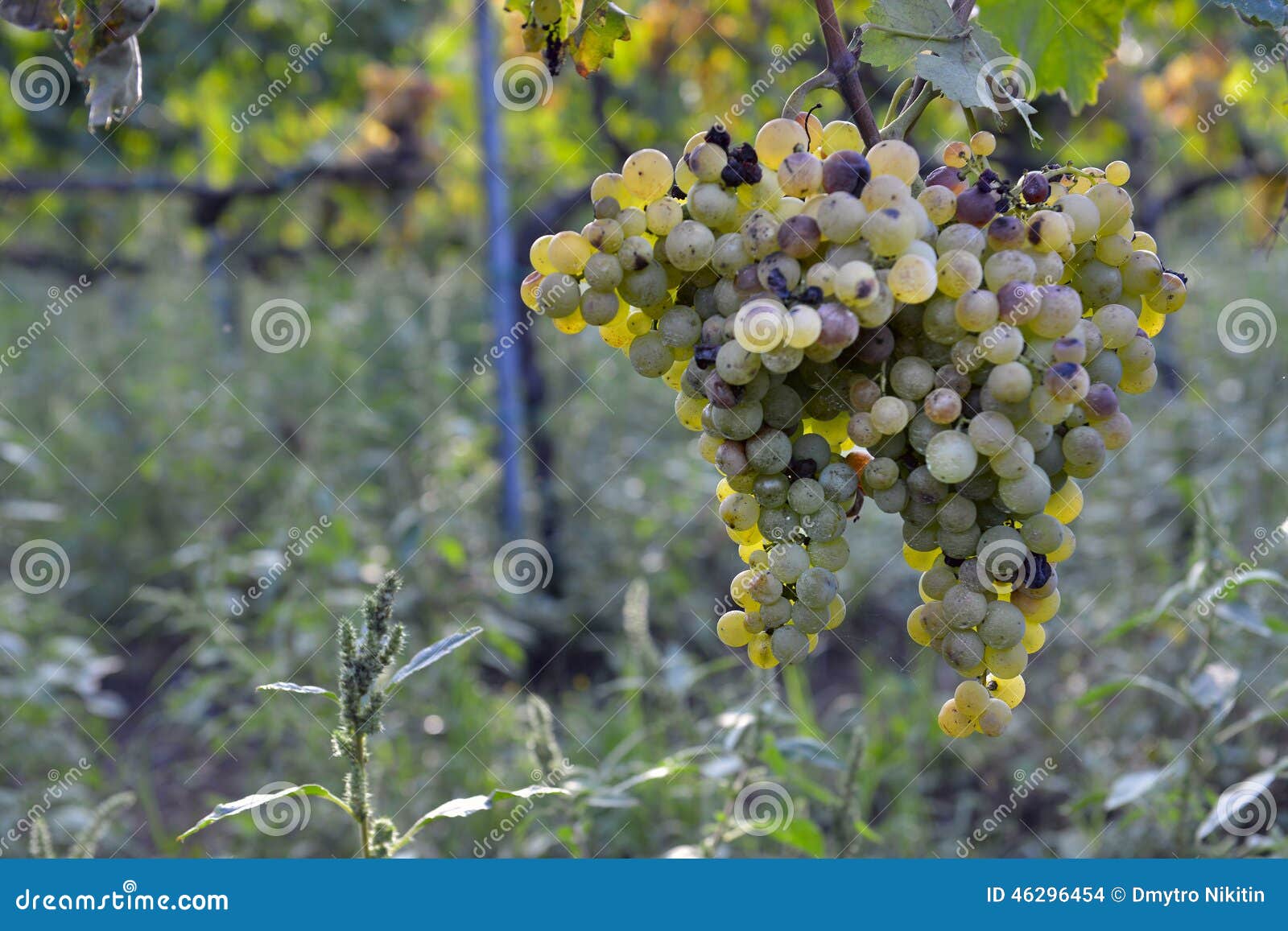 Muscat grapes stock photo. Image of scenic, tree, fruit 46296454