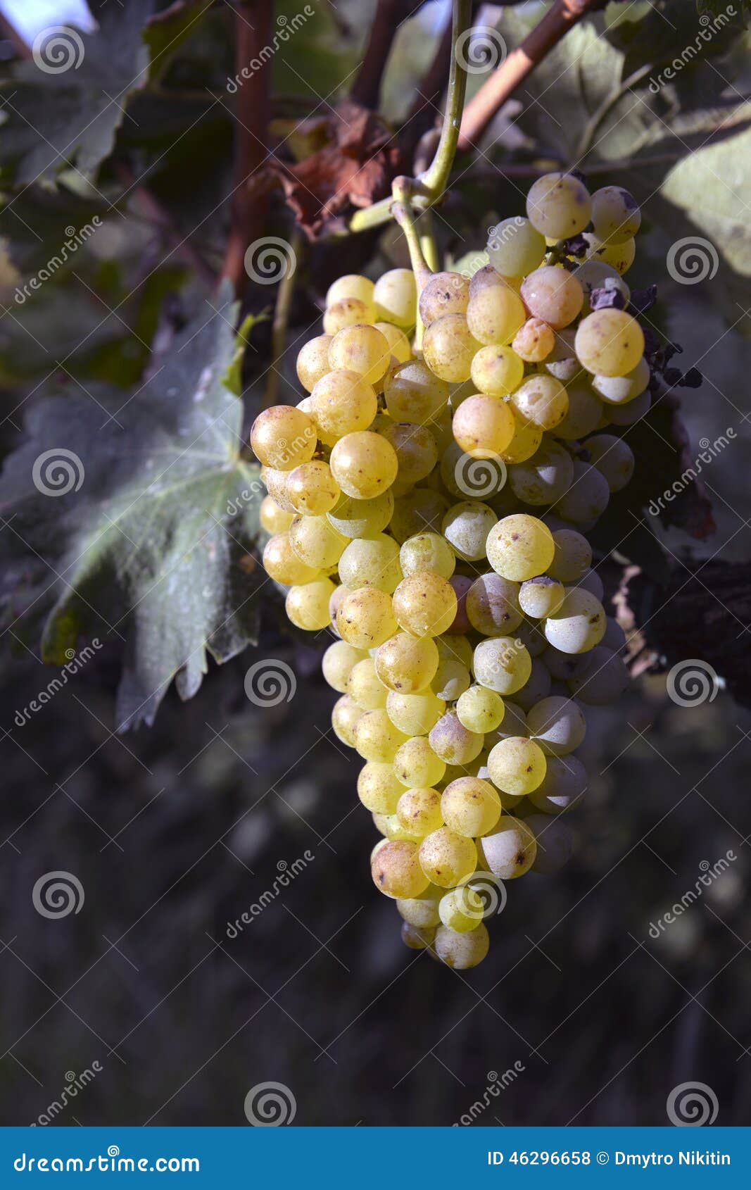 Muscat grapes stock photo. Image of grapevine, italy 46296658