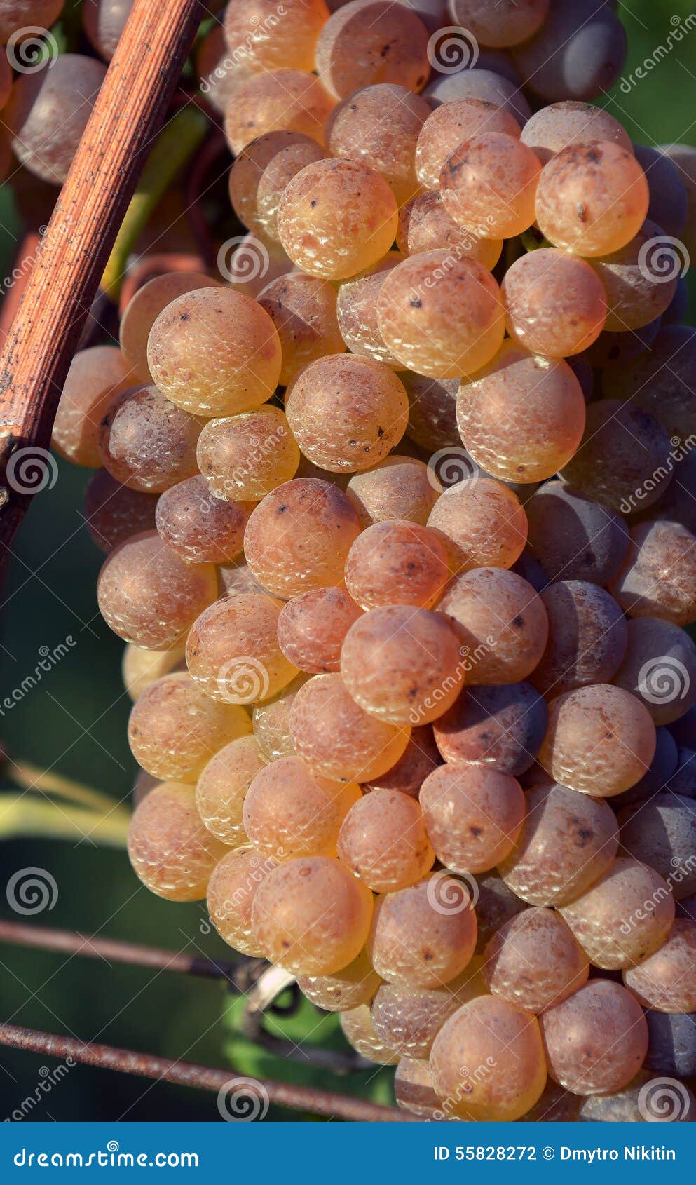 Muscat grapes stock photo. Image of ripened, vineyard 55828272