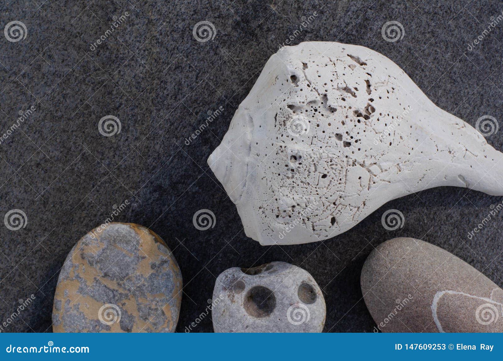 Muschel-und Strand-Steine auf Gray Rock. Einfache elementare Zusammensetzung mit einer sch?n strukturierten alten wei?en Muschel mit einzigartigen Strandsteinen