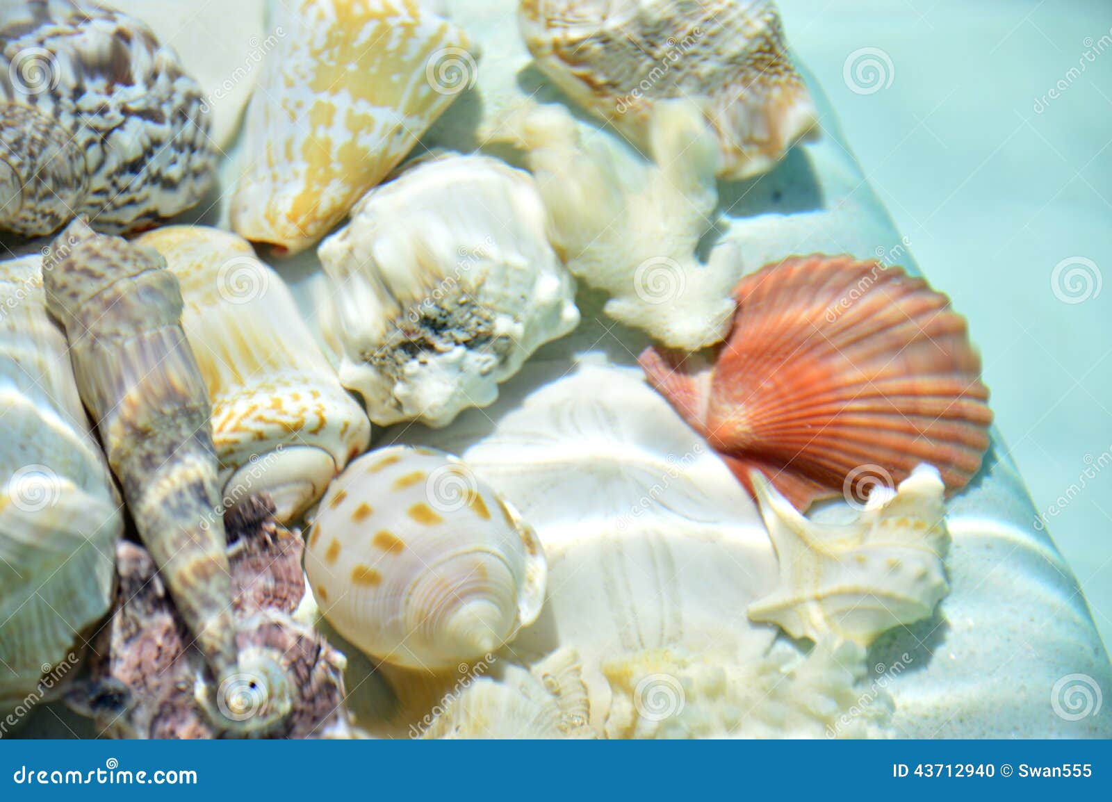 Muscheln unter Wasser stockfoto. Bild von sommer, meer - 43712940