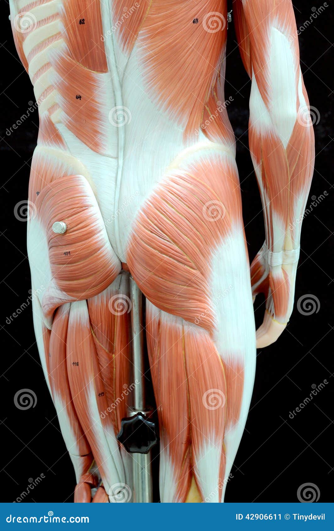 Muscle Stock Photo - Image: 42906611