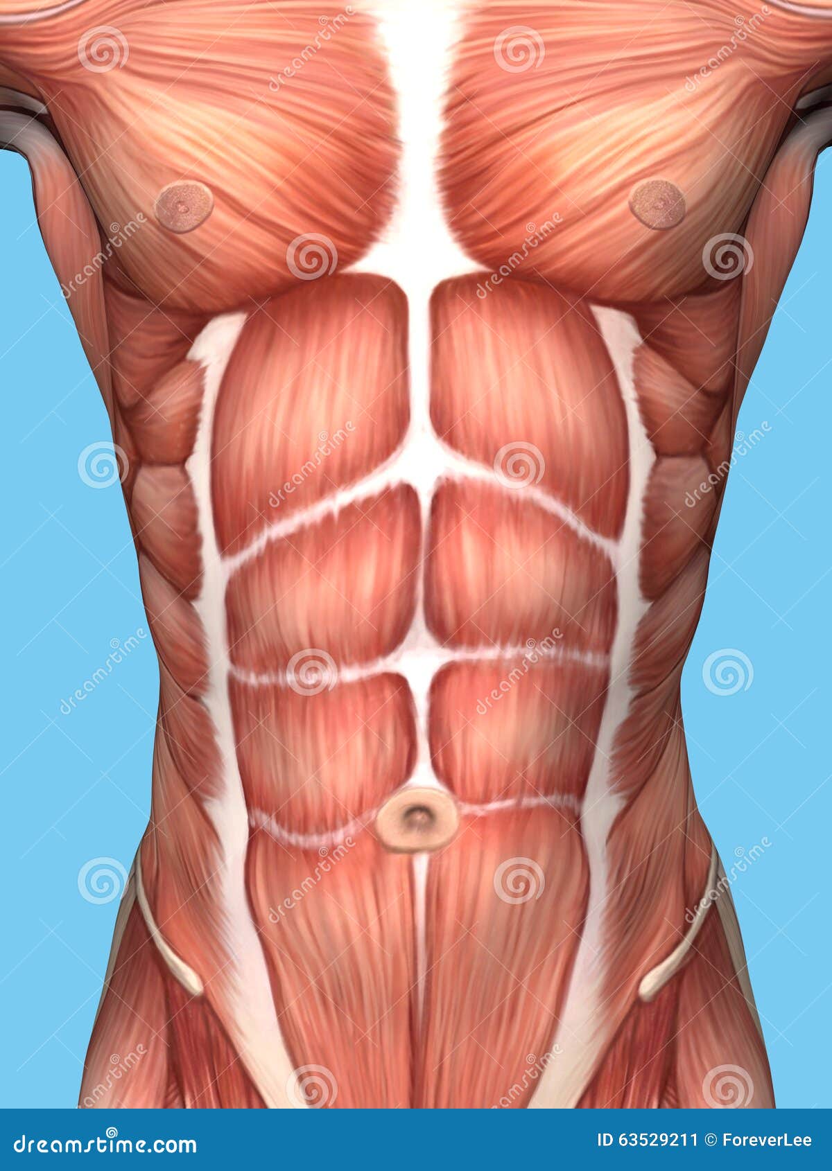 Muscle Anatomy Of Male Chest Stock Illustration Illustration Of Musculature Abdomen 63529211