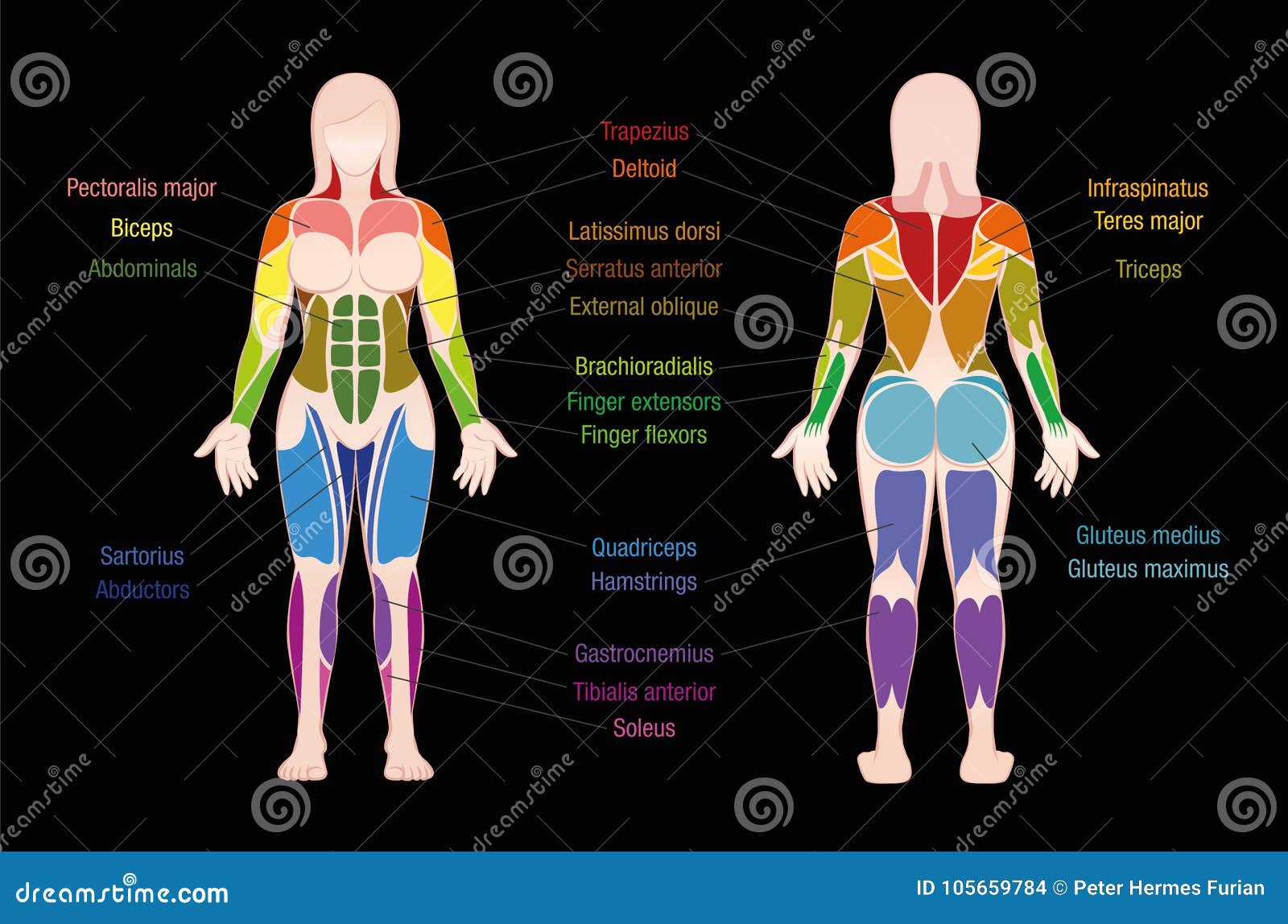 Muscle Chart Female Body Colored Muscles Black Stock Vector