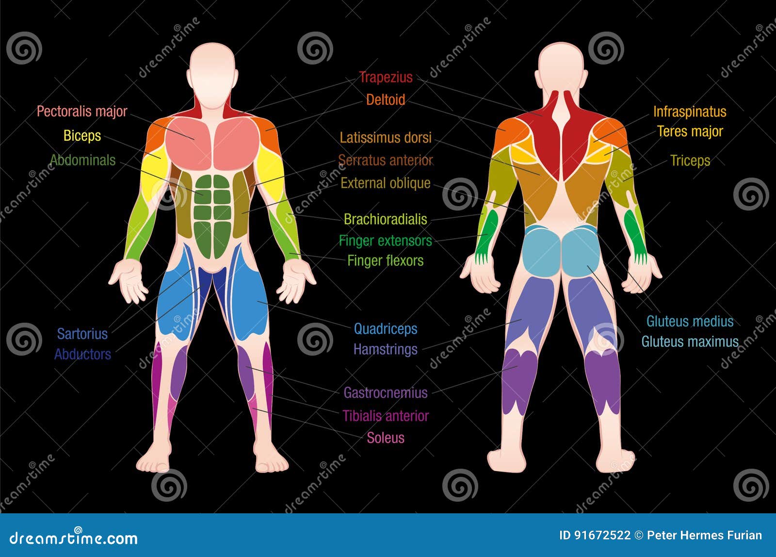 Human Body Anatomy Workout, Front and Back Muscular System of Muscle Groups  Parts . Flat Medical Scheme Poster of Training Healthc Stock Vector -  Illustration of dashboard, human: 142535743