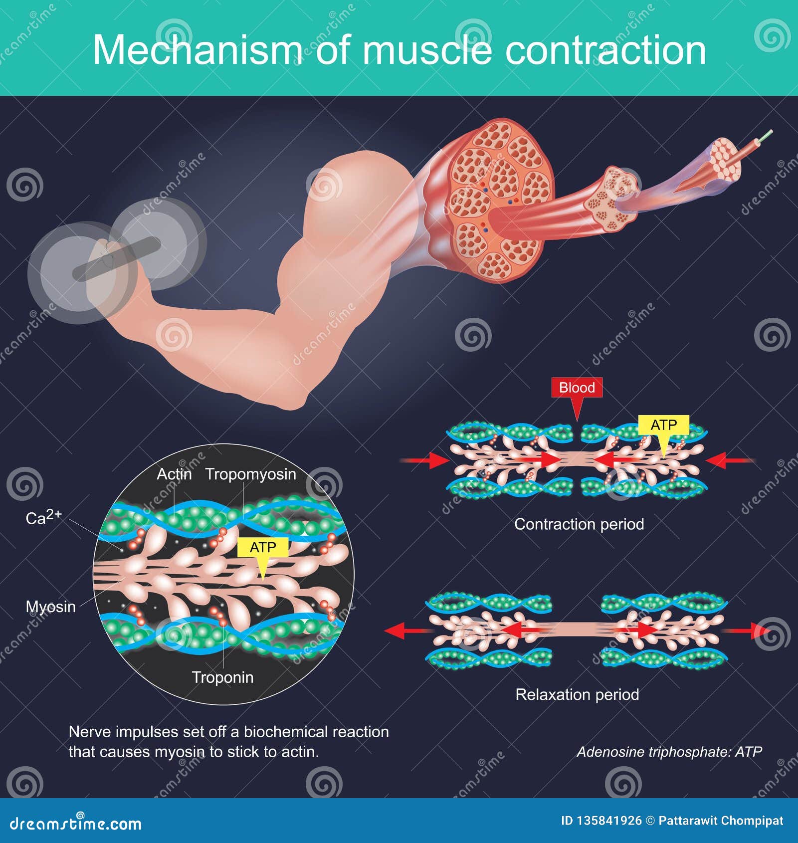 the muscle contraction as a result of nerve impulses set off a biochemical reaction that causes myosin to stick to actin. human