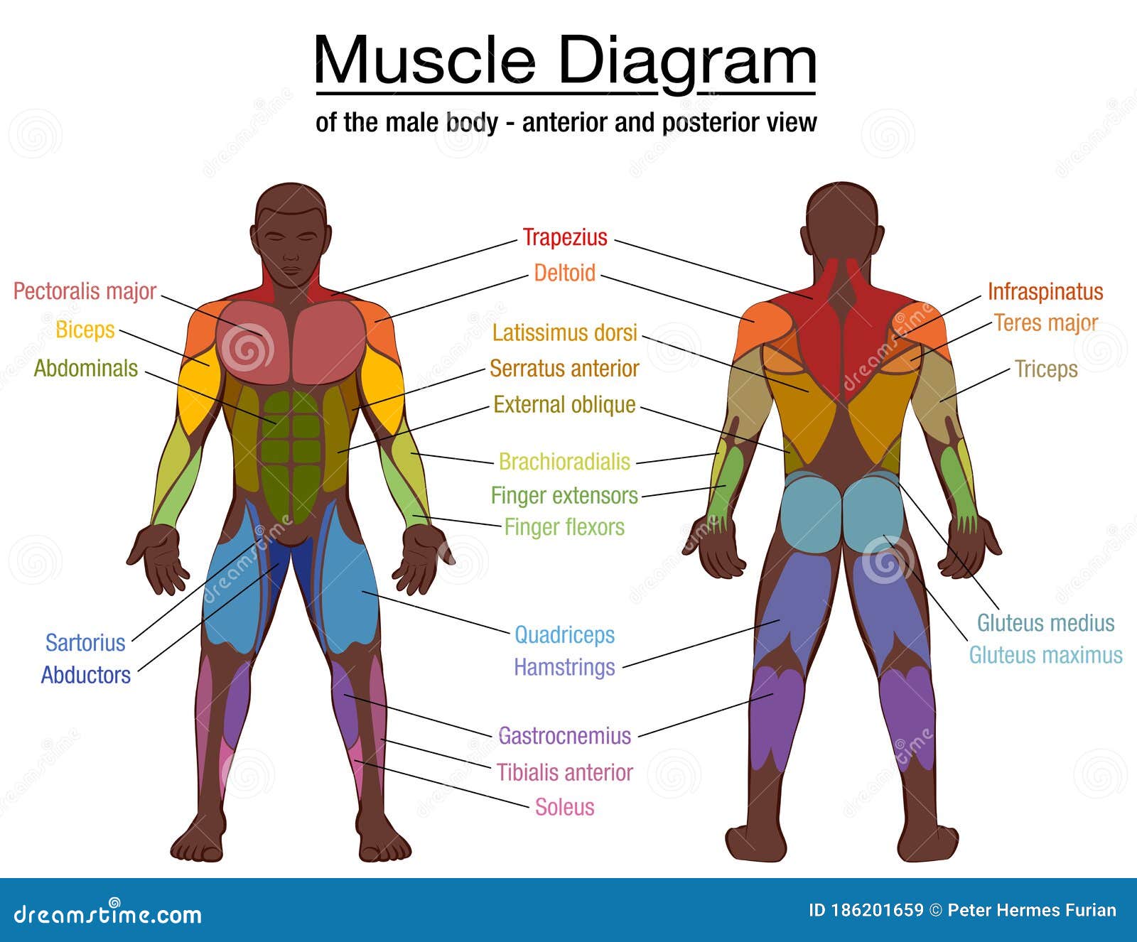 Muscle Diagram Black Man Male Body Names Stock Vector ...