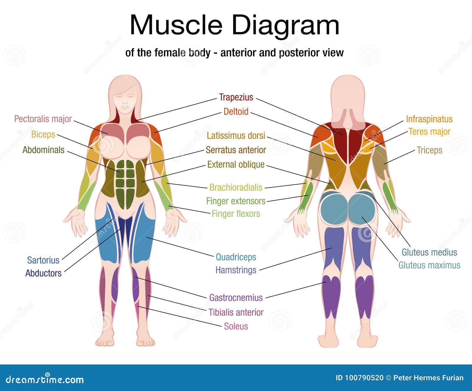 Muscle Diagram Female Body Names Stock Vector Illustration Of Colored Athlete 100790520