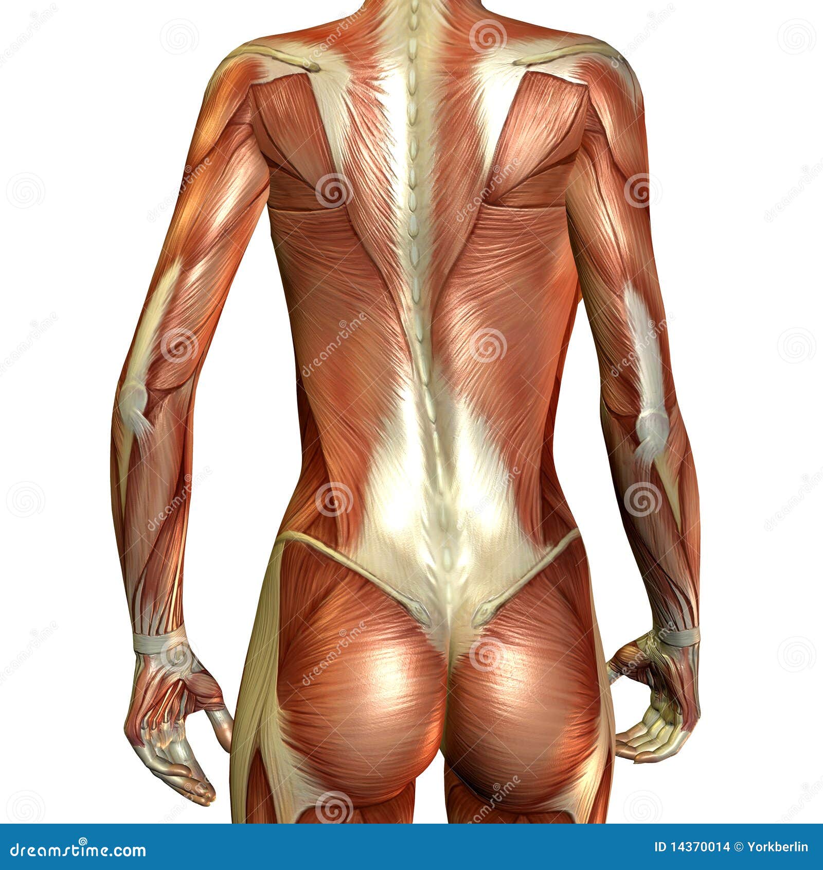 Muscle female back stock illustration. Illustration of muscles - 14370014