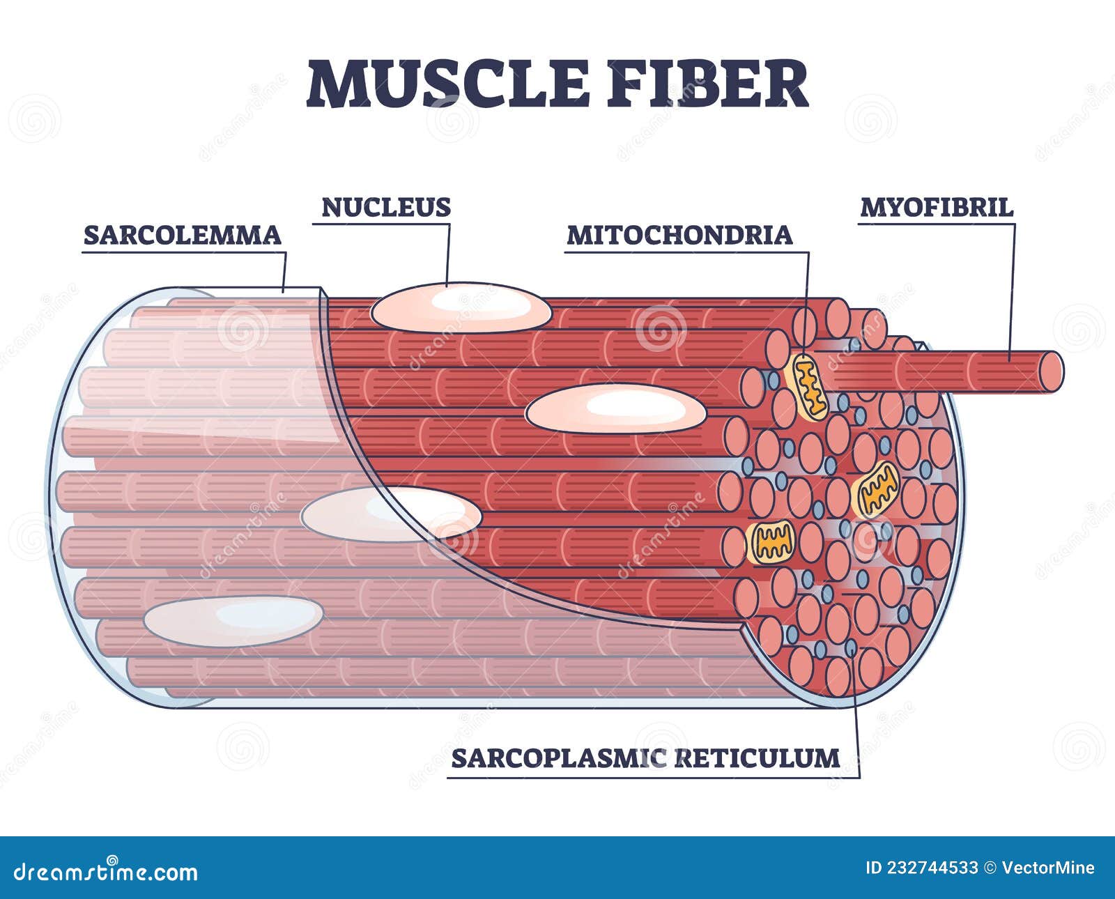 Muscle Fiber Diagram Labeled 