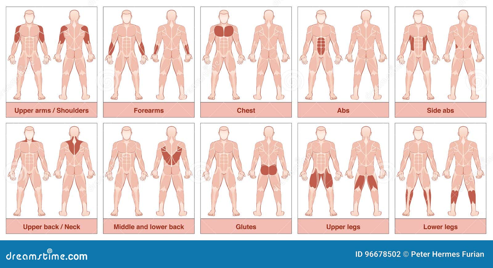 muscle groups chart