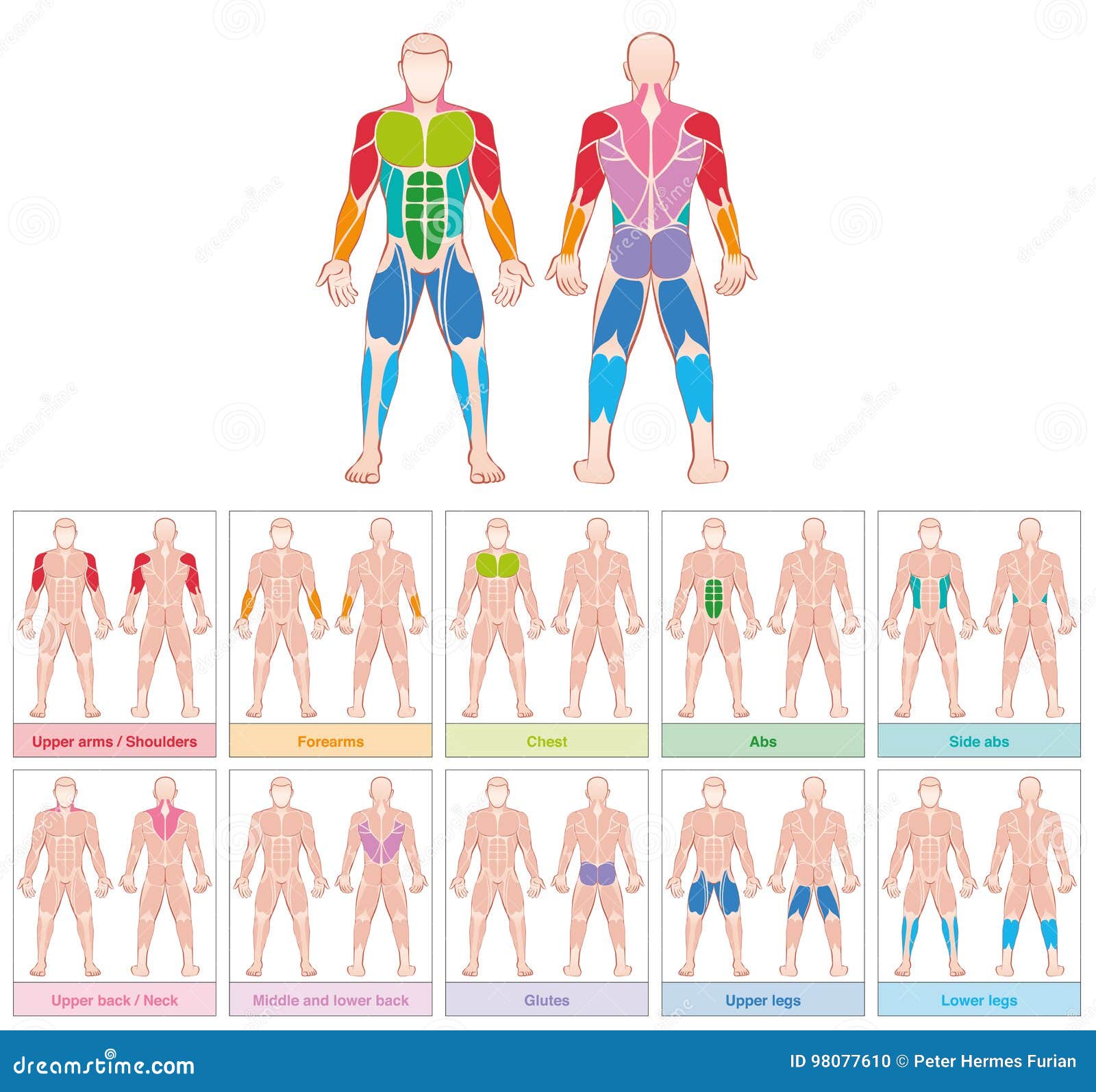 muscle groups colored chart