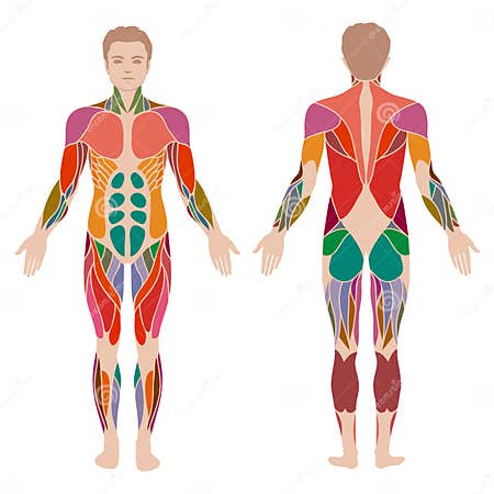 Muscle man anatomy, stock vector. Illustration of adductor - 52185407