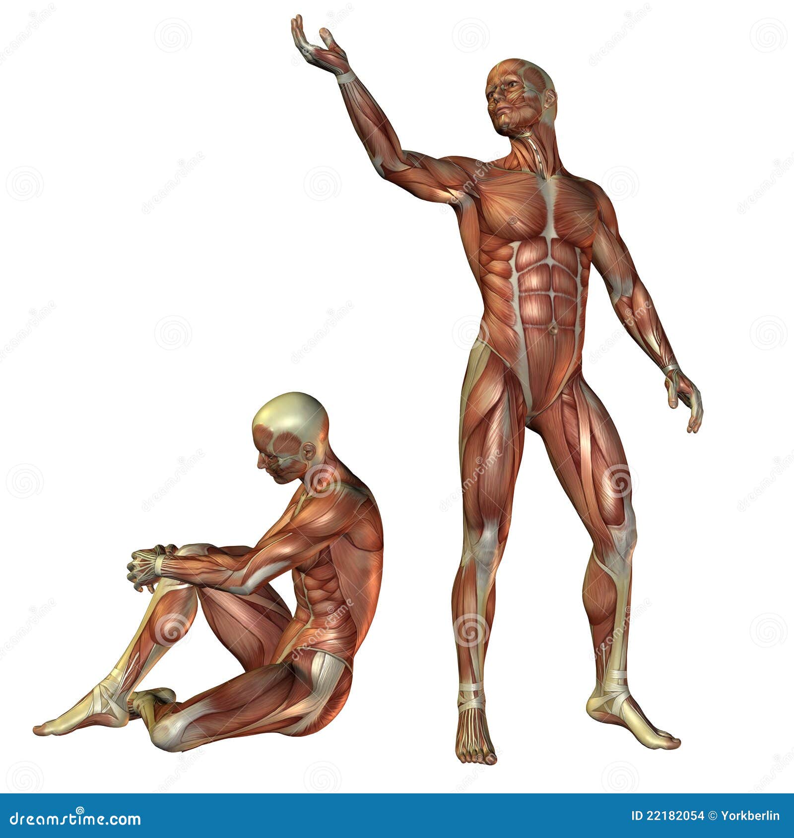 Muscle Man Standing And Sitting Stock Illustration Illustration Of Muscle Human 22182054