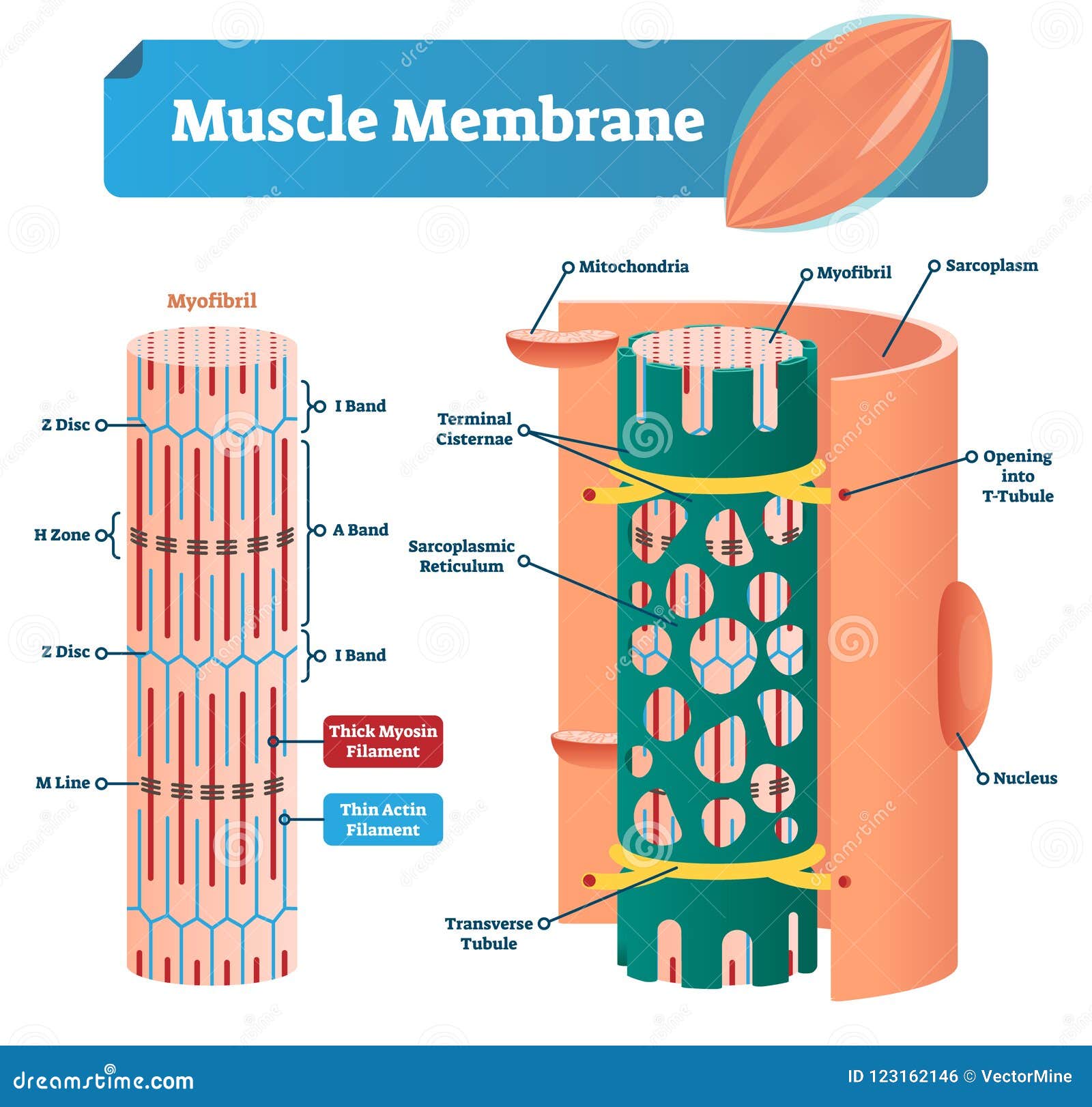 muscle membrane  . labeled scheme with myofibril, disc, zone, line and band. anatomical mitochondria diagram.