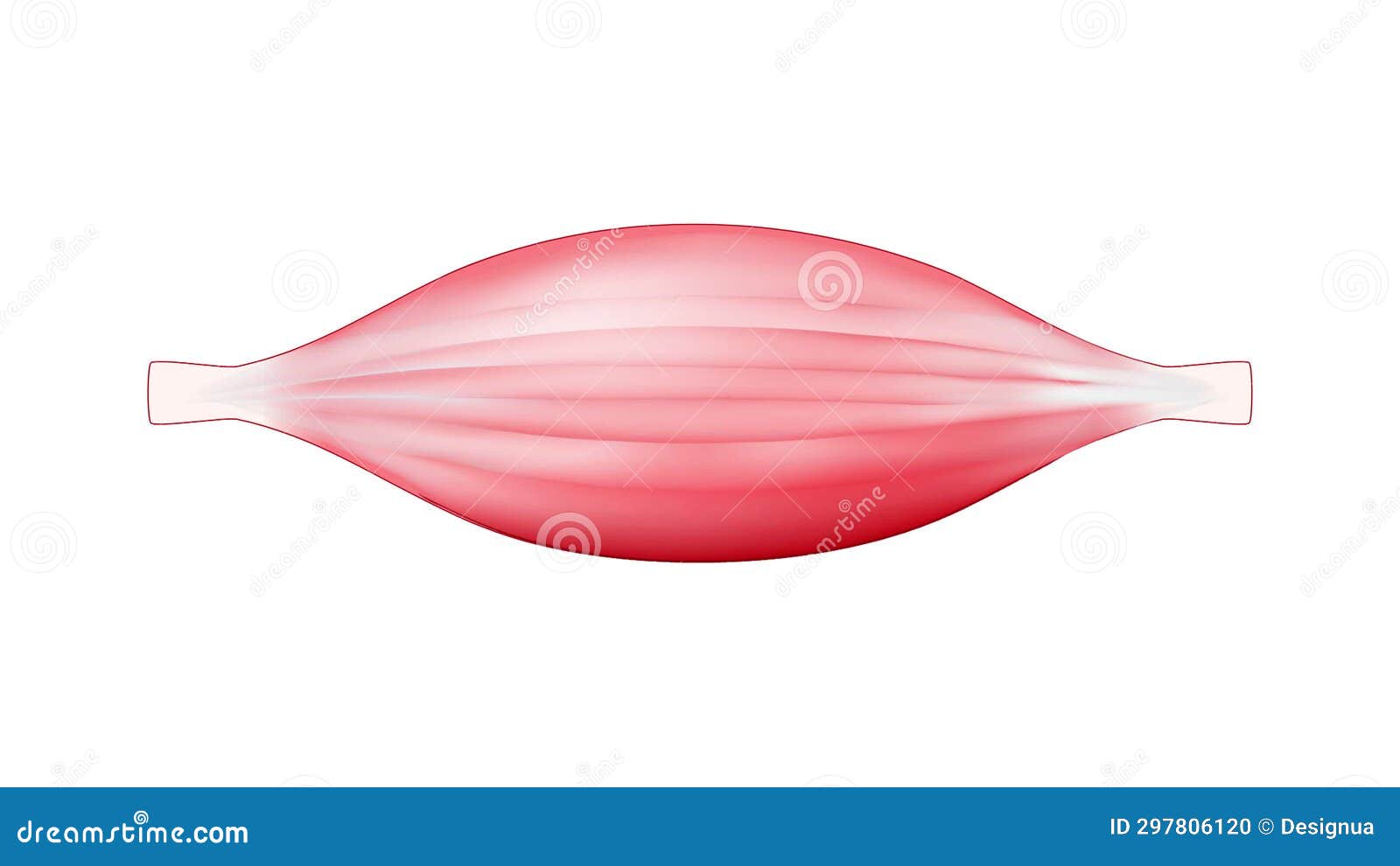 Muscle Movement Contraction And Relaxation Stock Footage Video Of Muscle Movement Contraction And Relaxation Stock Footage Video Of