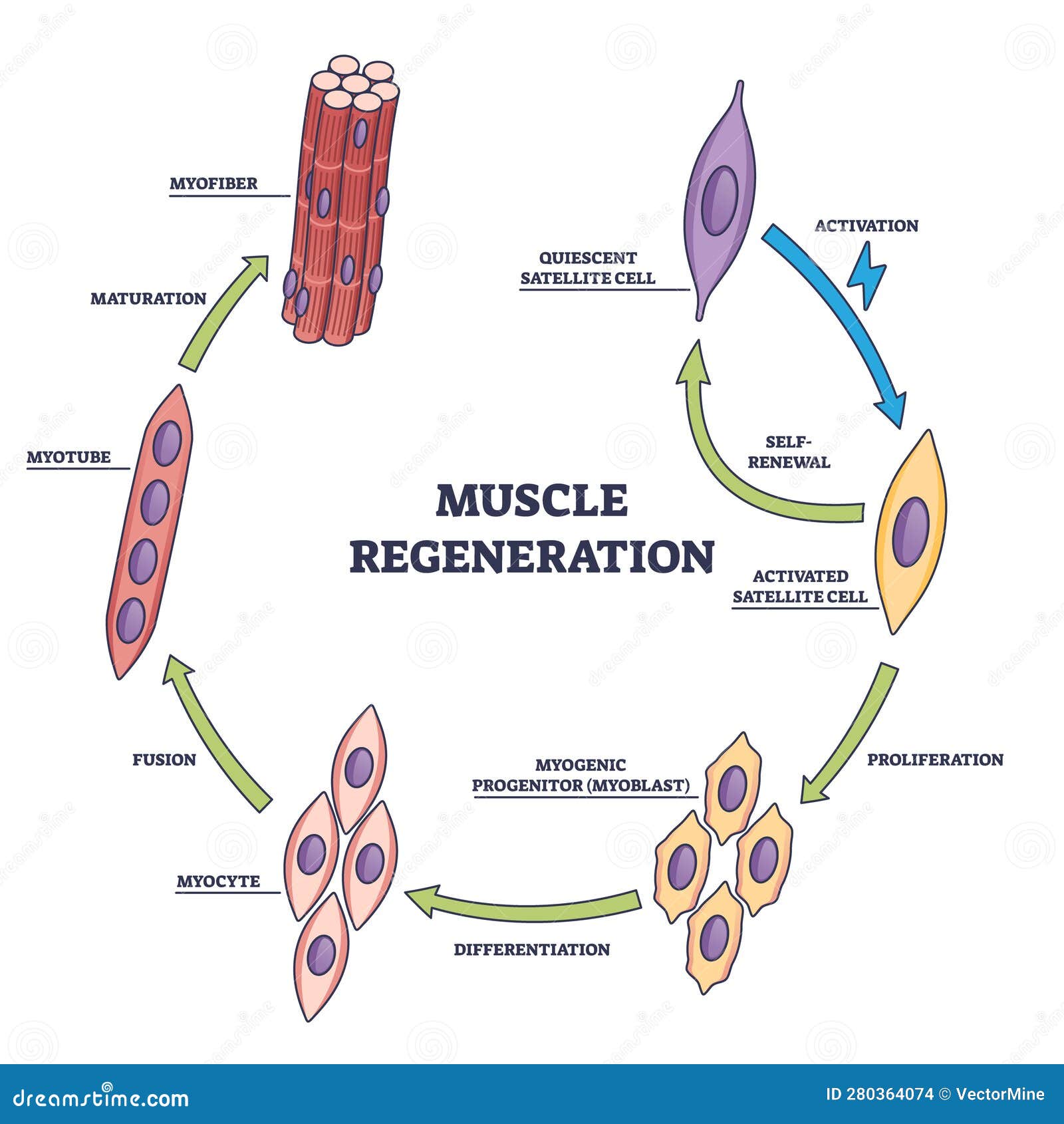 muscle regeneration with microbiological division stages outline diagram