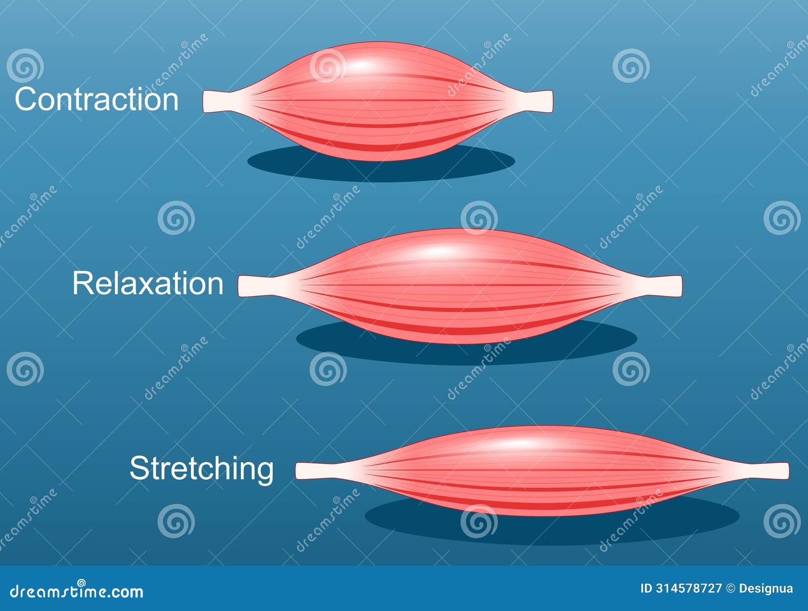 muscle relaxation, stretching, and contraction