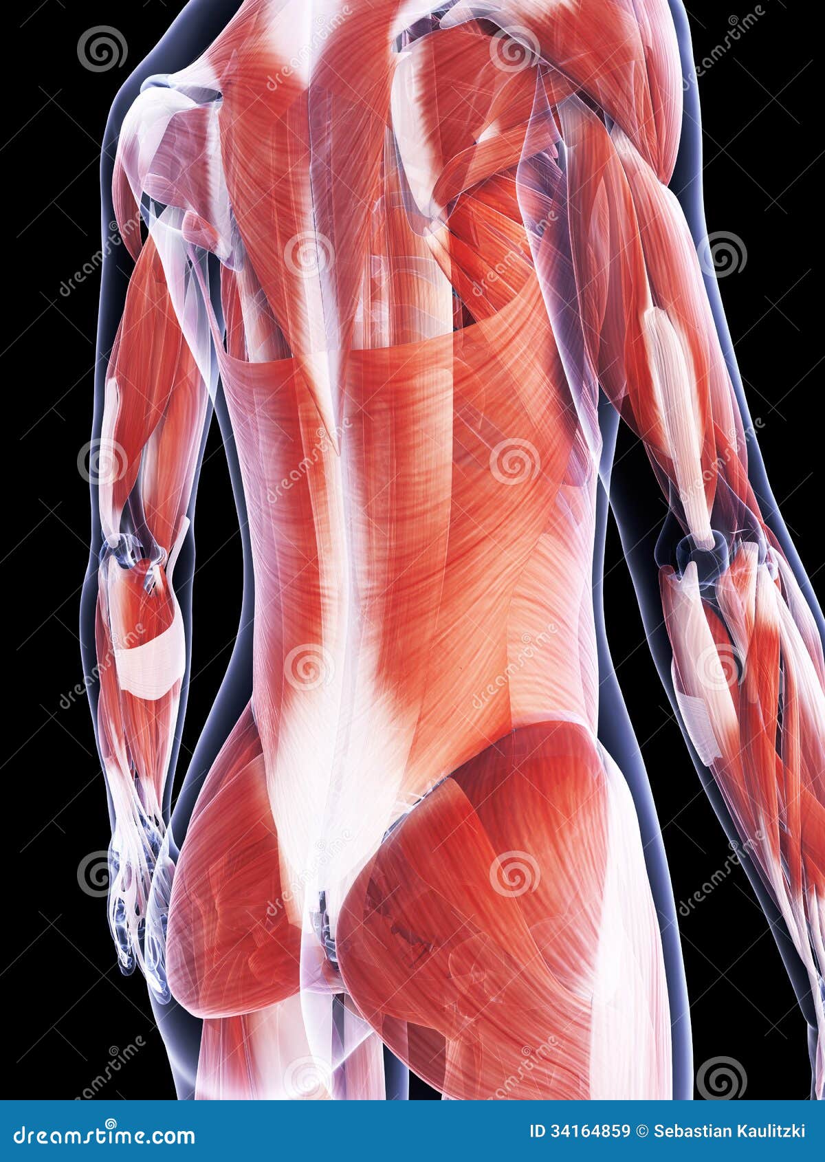 The Muscle System Royalty Free Stock Images - Image: 34164859