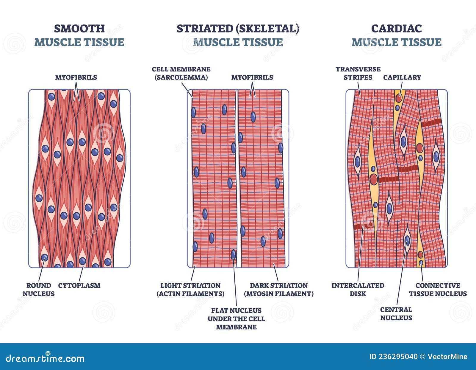 Smooth muscle, anatomy