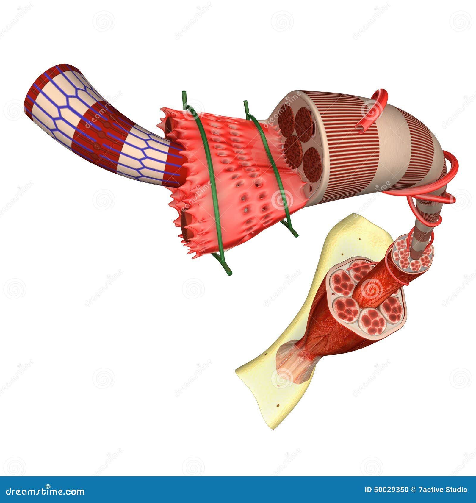 Muscle tissue stock illustration. Illustration of health - 50029350