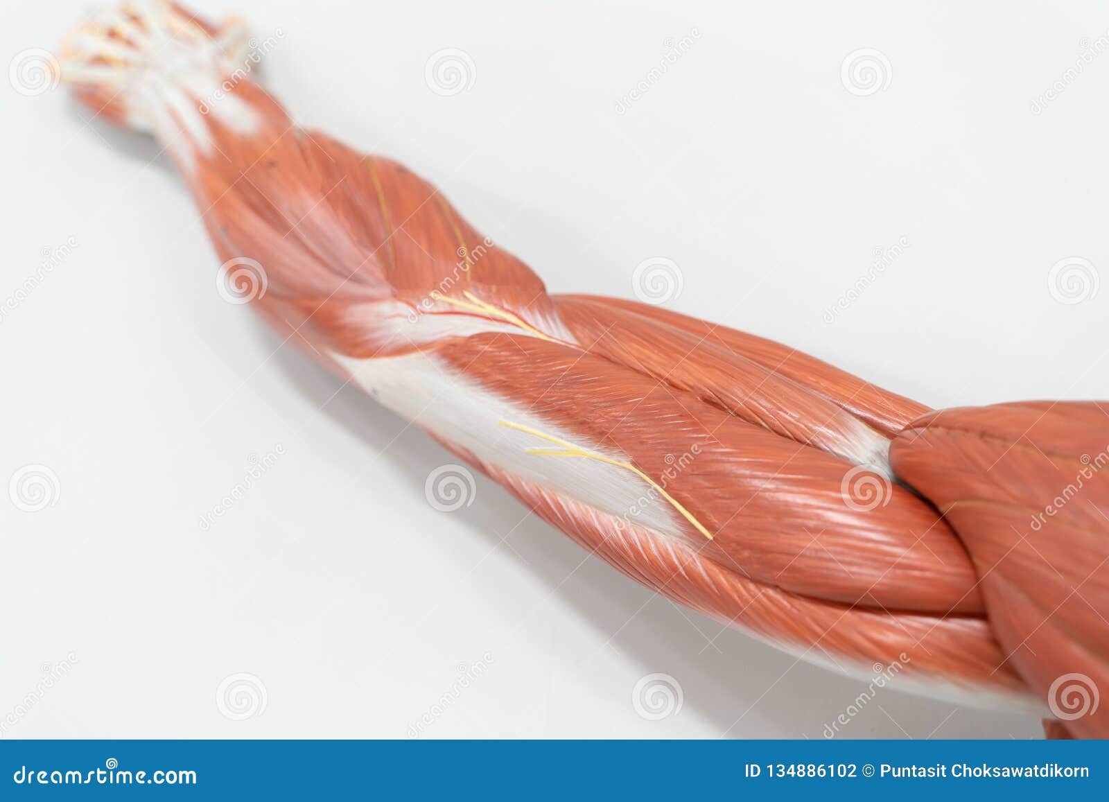 Anatomy Of The Human Arm - Anatomy Drawing Diagram