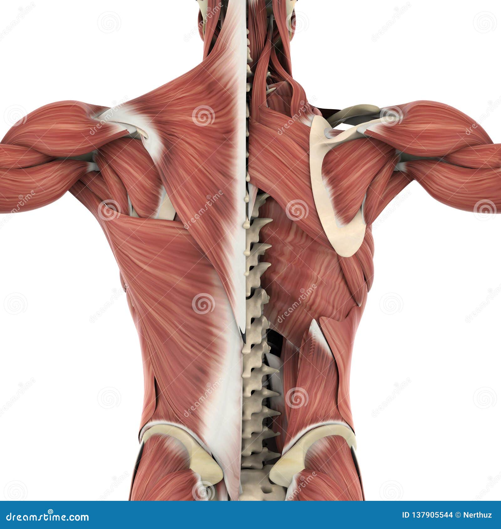 Muscles Of The Back Anatomy Stock Illustration ...