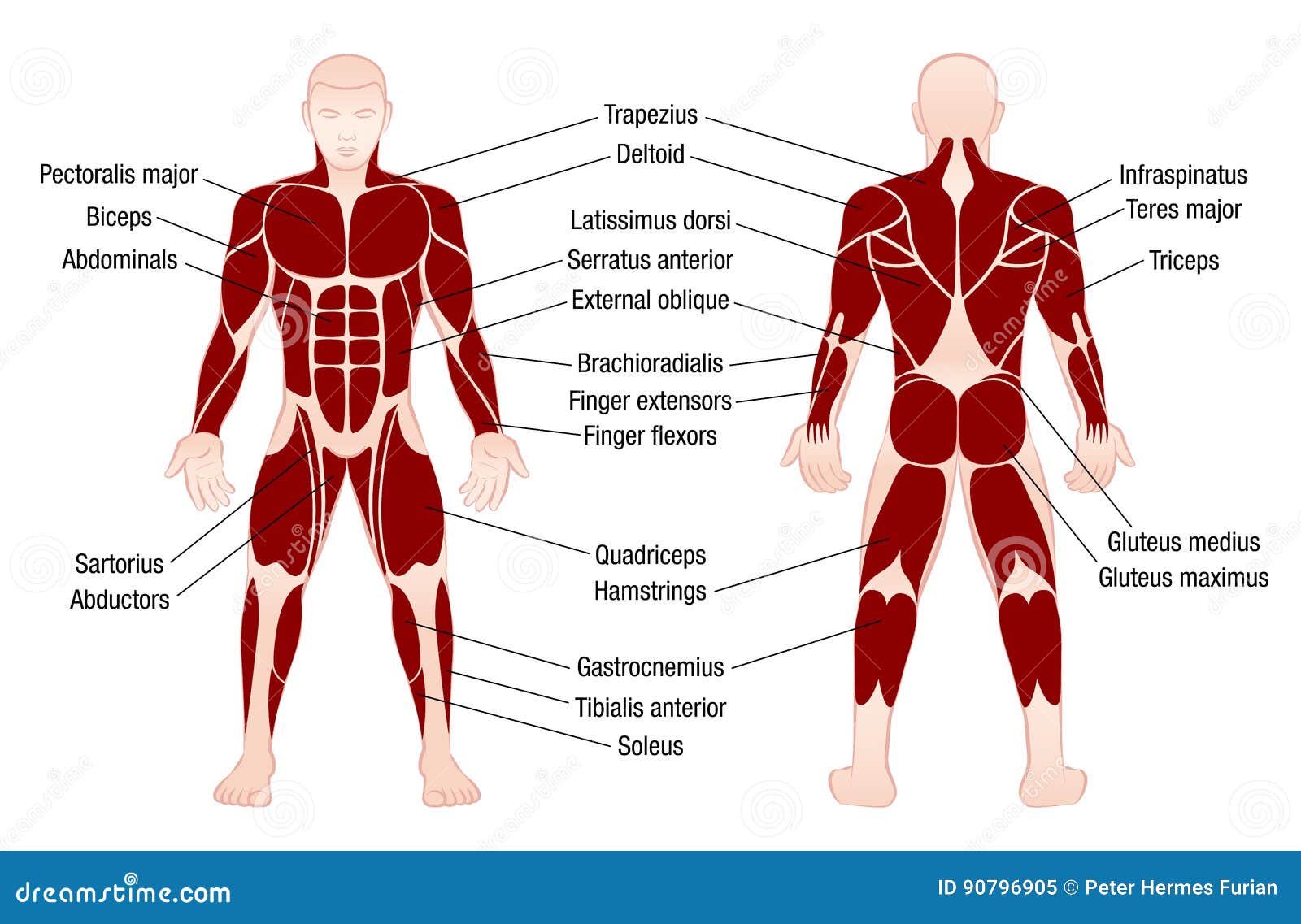 Muscles Chart Description Muscular Body Man Stock Vector - Illustration of deltoids, health ...