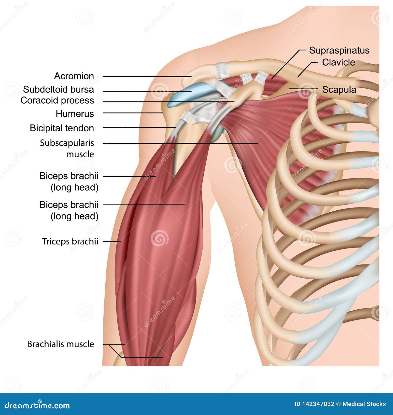 Muscles D Illustration Medicale D Epaule Et De Bras 3d Sur Le Fond Blanc Illustration Stock Illustration Du Commun Sain Muscles D Illustration Medicale D Epaule Et De Bras 3d Sur Le Fond Blanc Illustration Stock Illustration Du Commun Sain