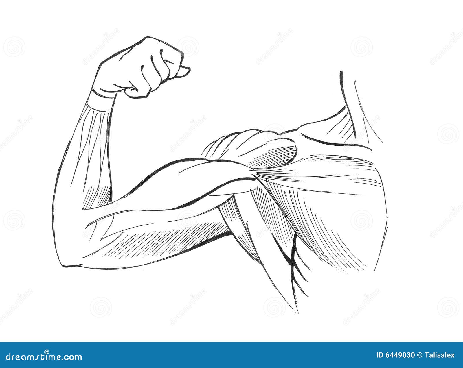 Muscles de bras illustration stock. Illustration du apprenez 6449030