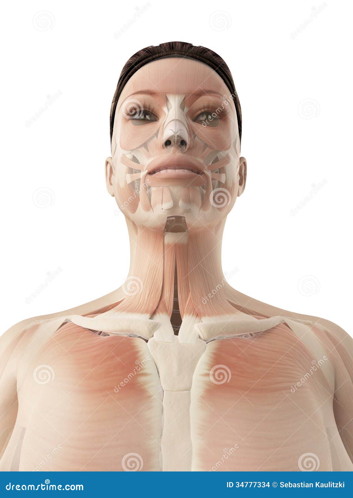 Muscles of the face stock illustration. Illustration of woman - 34777334