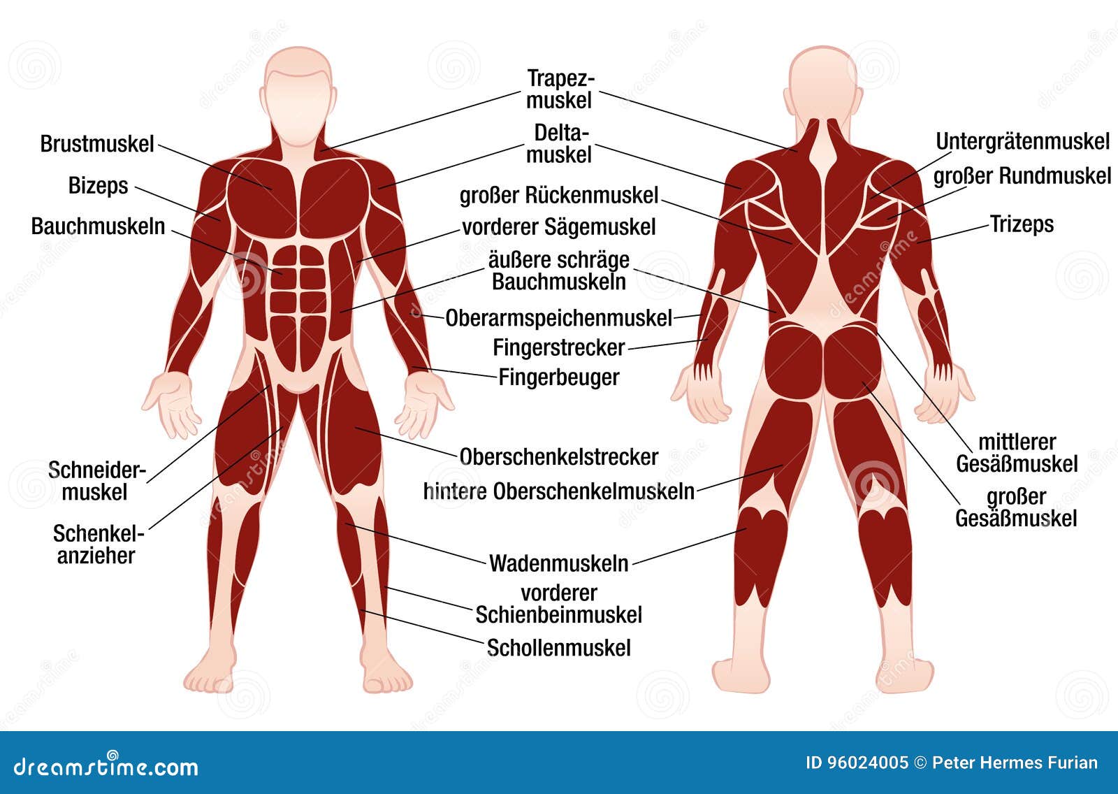 Muscles German Names Chart Muscular Male Body Stock Vector Illustration Of Muscular Bodybuilder 96024005