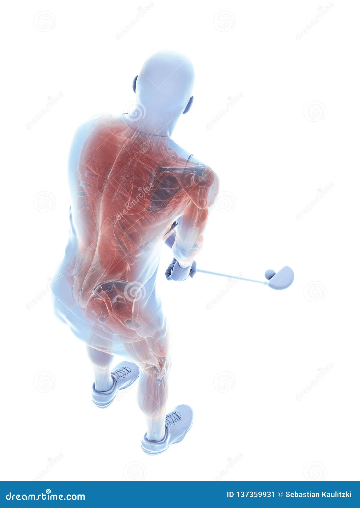 The Muscles of a Golf Player Stock Illustration Illustration of