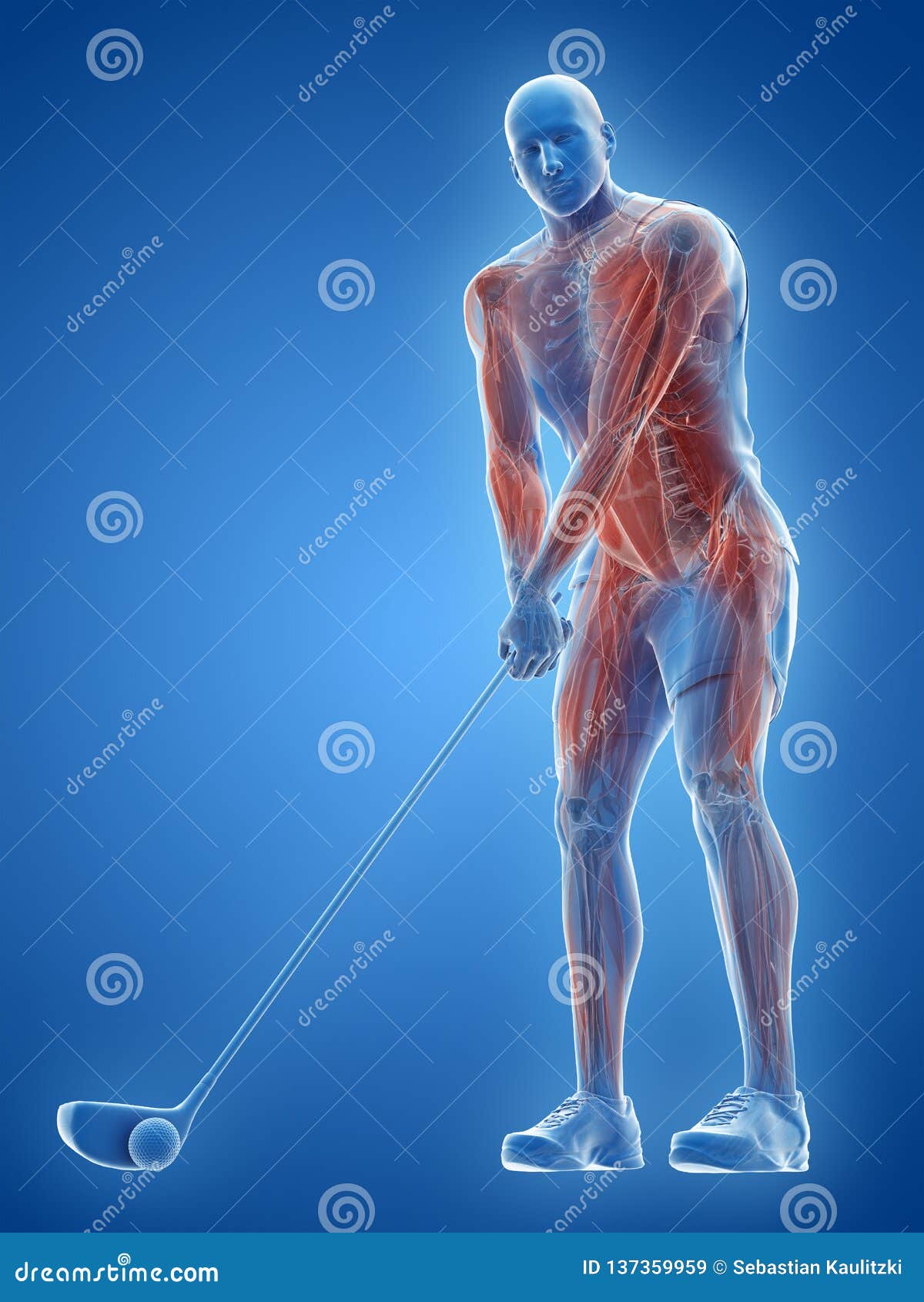 the muscles of a golf player
