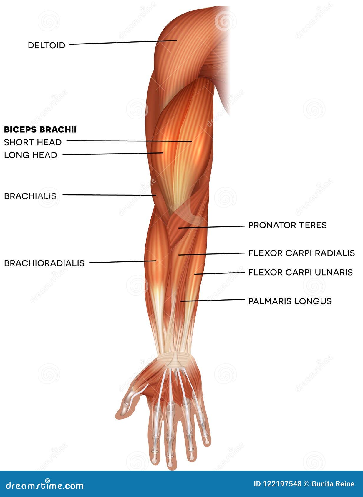 Muscles of the Hand and Arm Stock Vector Illustration of anatomy