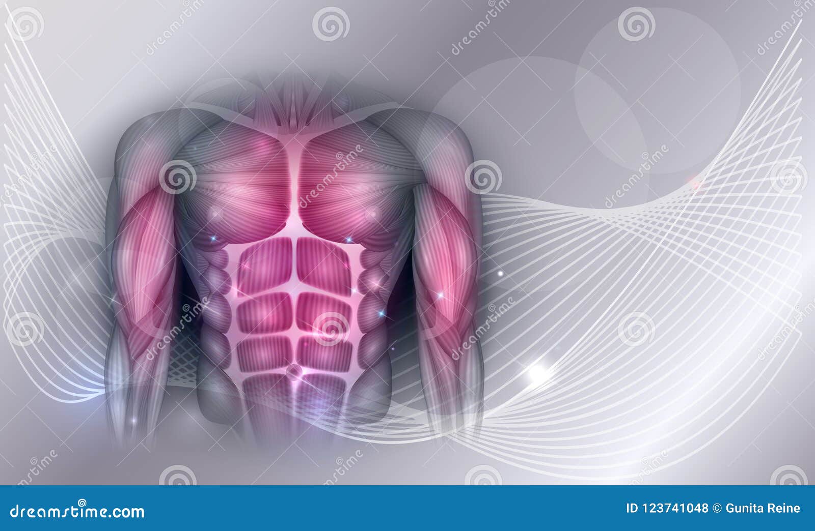 Muscles Chest Stock Illustrations 1 447 Muscles Chest Stock Illustrations Vectors Clipart Dreamstime