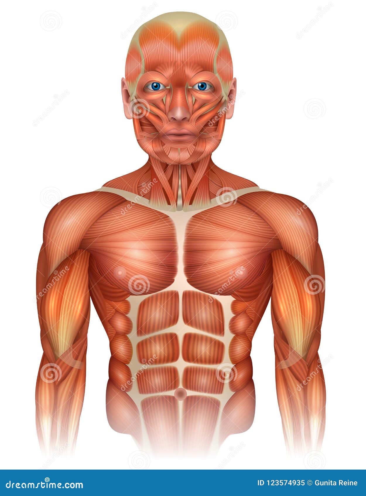 Muscles Of The Human Upper Body Stock Vector Illustration Of Anatomical Anatomy 123574935