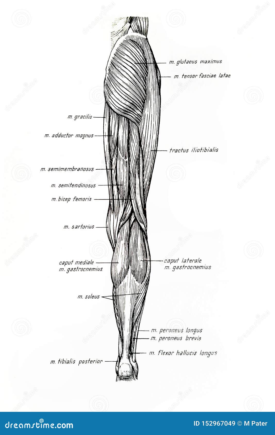 muscles of the inferior limb drawing