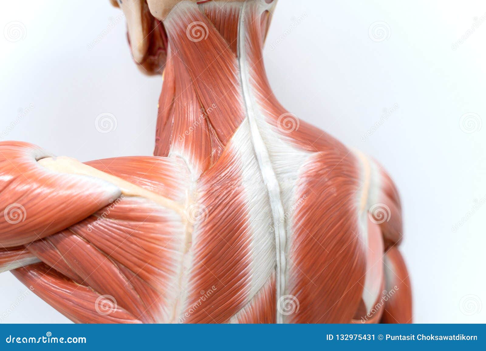 Muscles Of Neck And Back Model For Physiology Education Stock Image Image Of Exercise Attractive 132975431