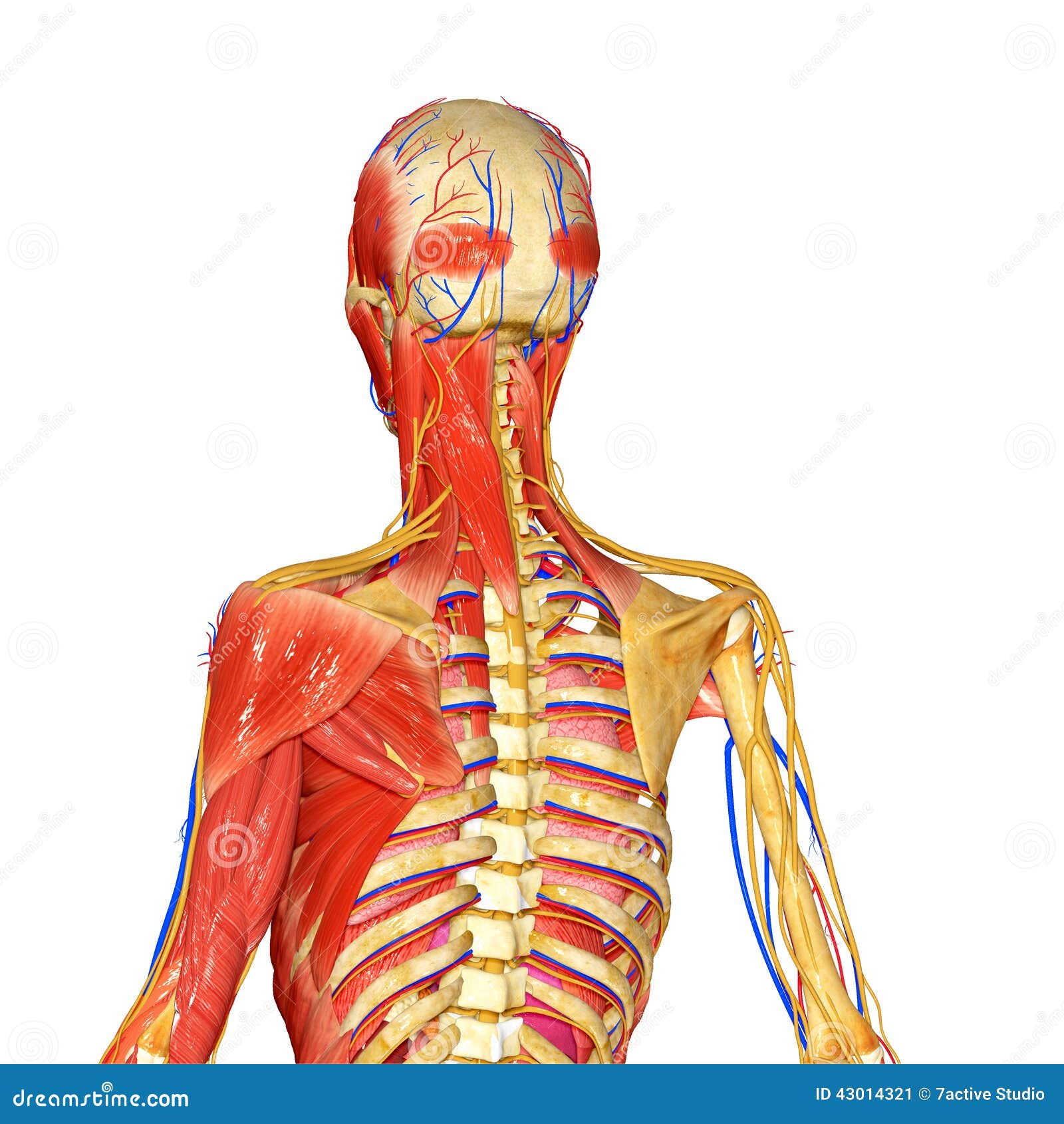 Muscles and skeleton stock illustration. Illustration of medicine