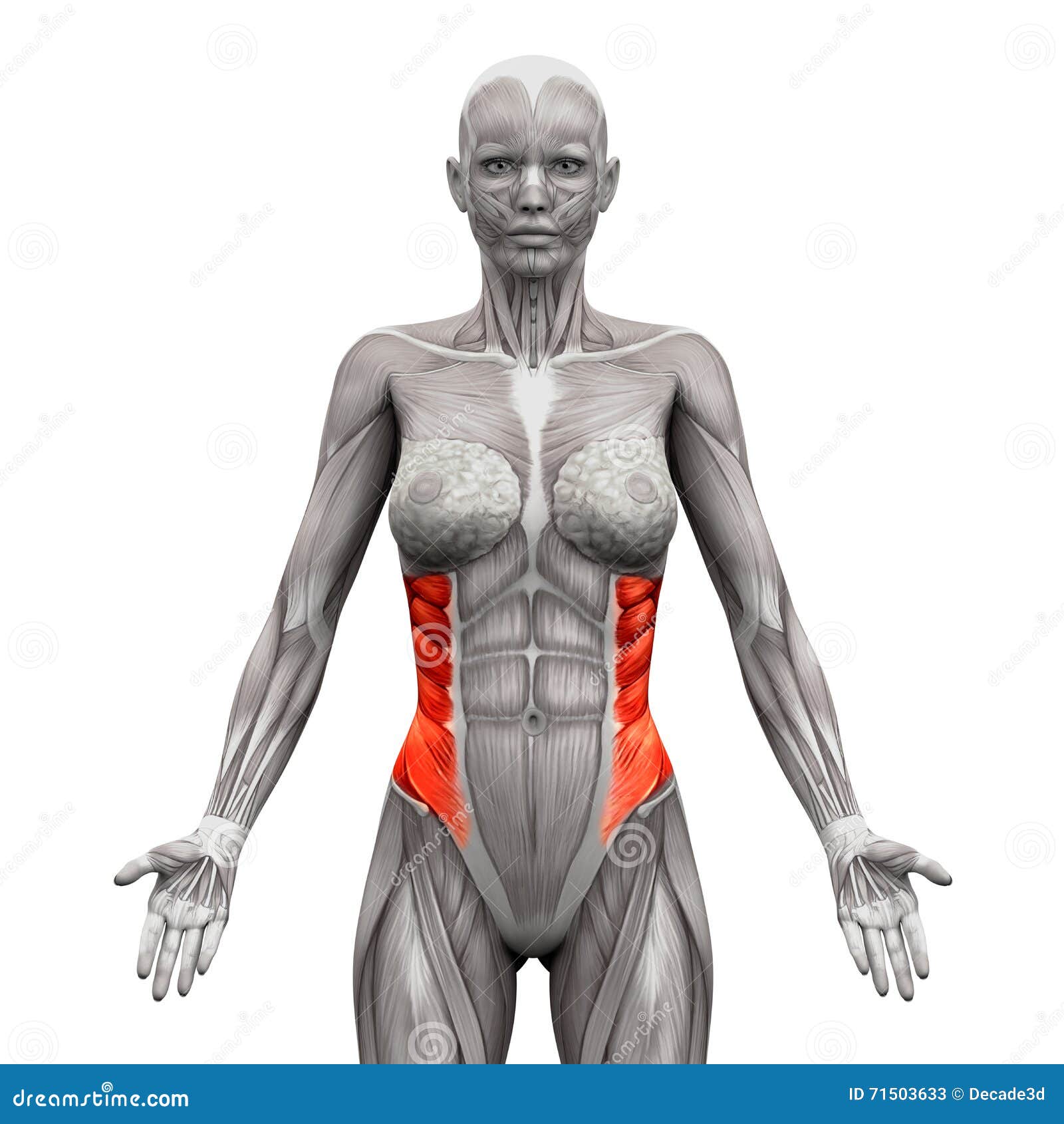 Muscoli Obliqui Esterni - Muscoli Di Anatomia Isolati Su 3 Bianco-  Illustrazione di Stock - Illustrazione di cassa, donna: 71503633