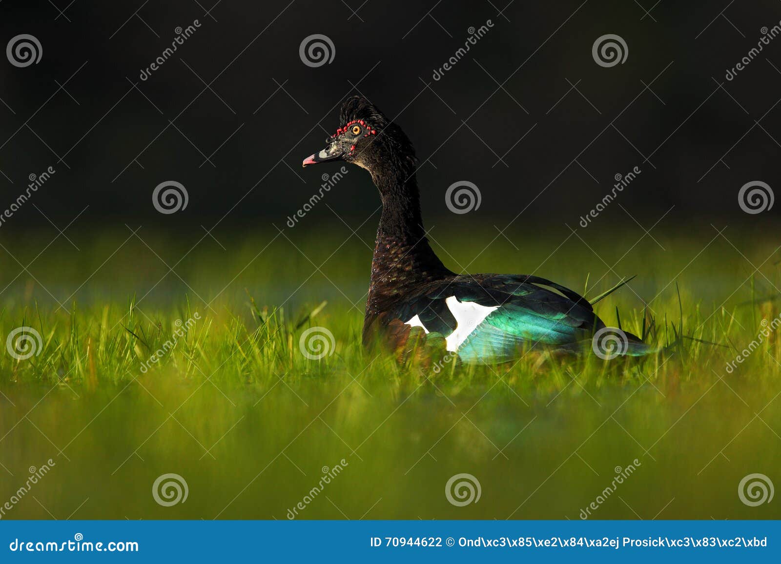 muscovy duck, cairina moschata, in the water green grass, bird in the nature habitat, barranco alto, pantanal, brazil
