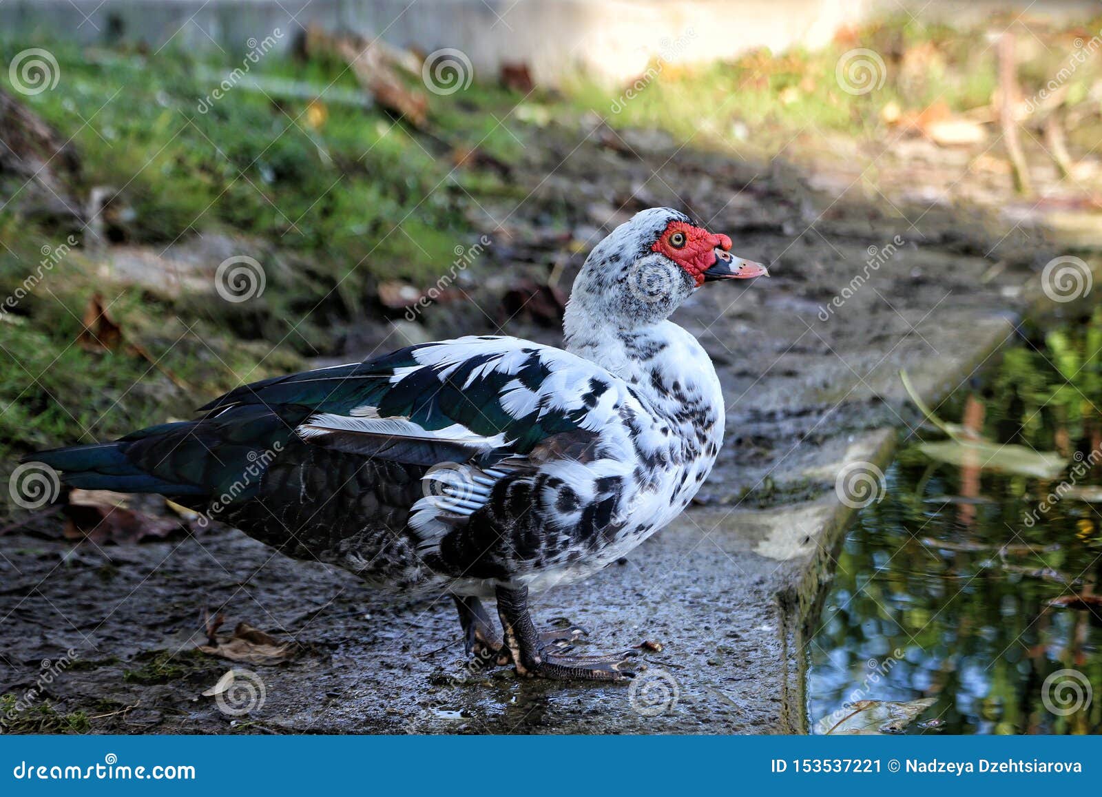 fresh duck near me fresh duck near me