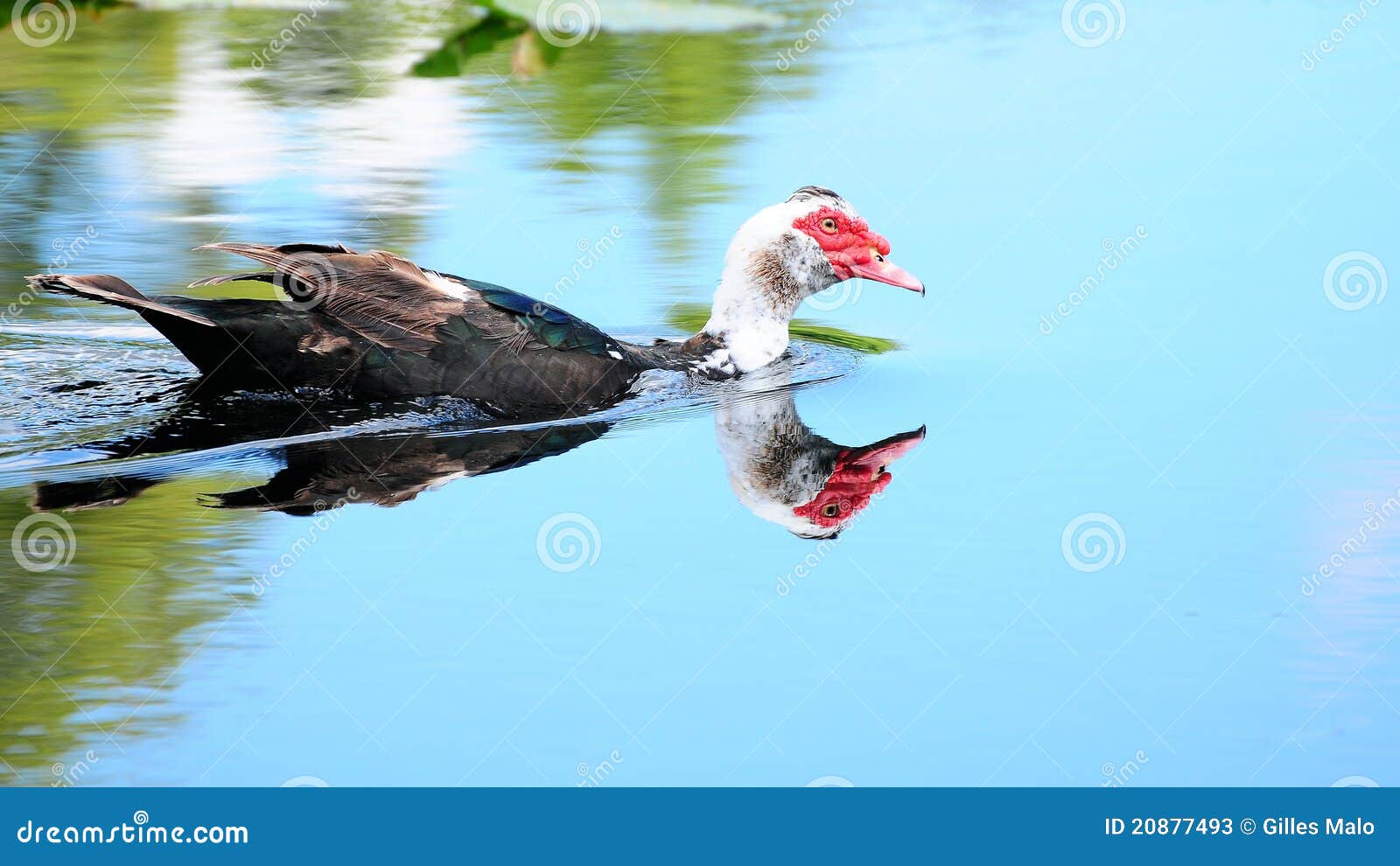 muscovy duck reflection