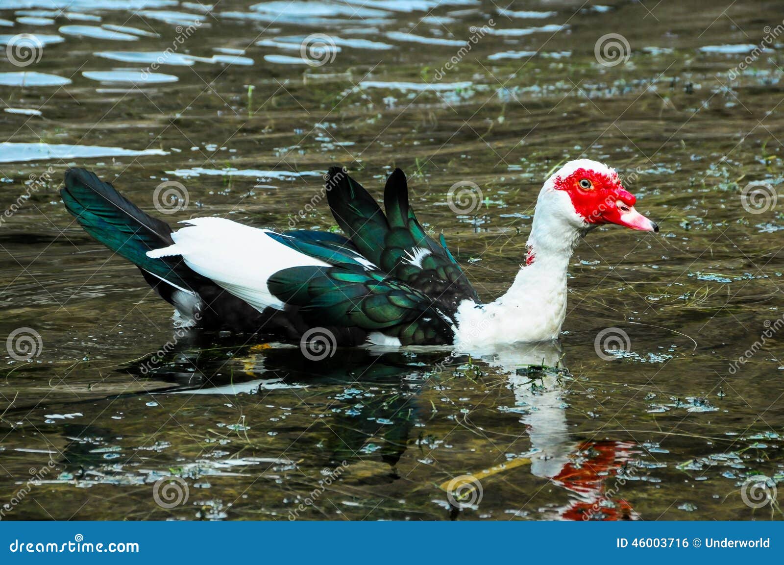 Muscovy Duck Swimming stock foto. Image of veer, wild 46003716